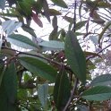 Cotoneaster x watereri P1C (2)